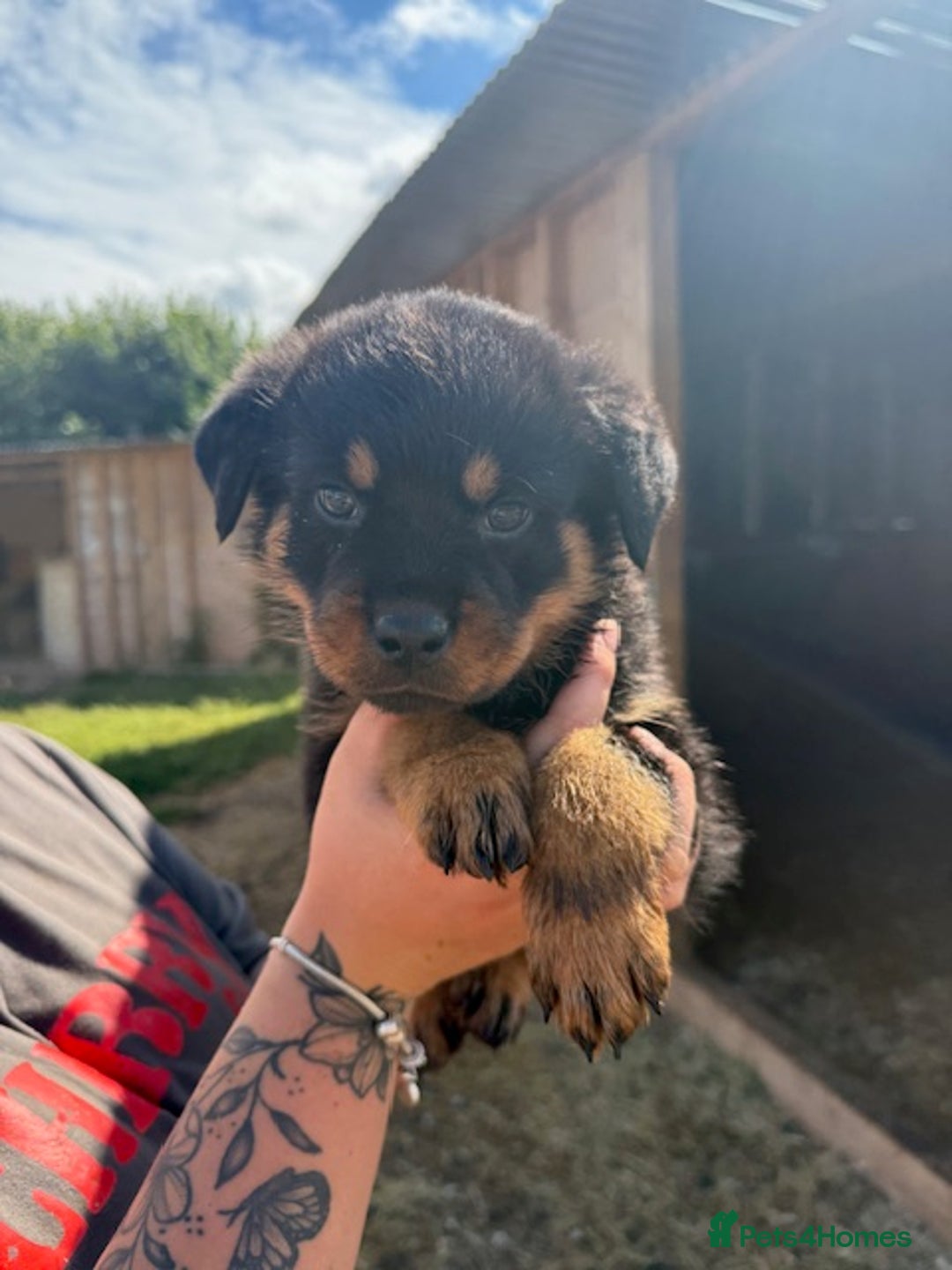 Rottweiler dogs for sale: beautiful pedigree rottweilers  - Image 26
