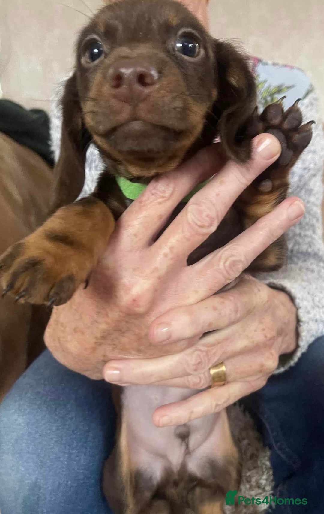 Dachshund dogs for sale: Dachshund puppy’s for sale  - Image 9