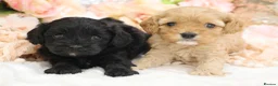 Cavapoo dogs for sale: Health Tested Cavapoos by Licensed Breeder - Advert 12