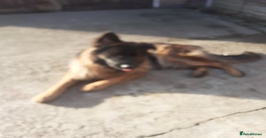 German Shepherd dogs - Advert 12
