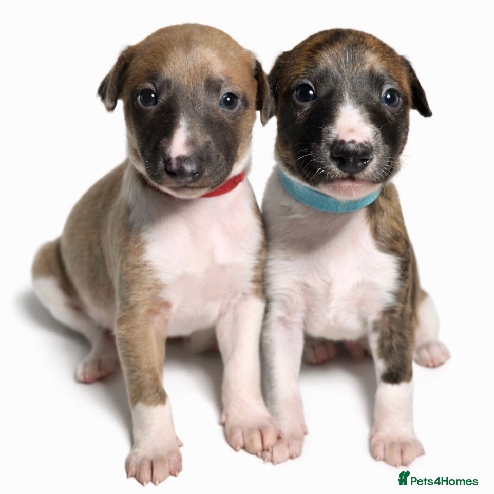 Whippet dogs (Only 2 Boys Left) 6 Stunning Whippet Puppies - Advert 12
