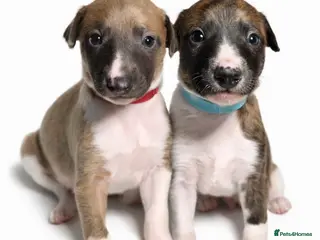 Whippet dogs (Only 2 Boys Left) 6 Stunning Whippet Puppies - Advert 12