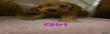 Cockapoo 2