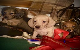 Miniature Dachshund dogs for sale: Pra clear mini smooth dachshund  - Image 4