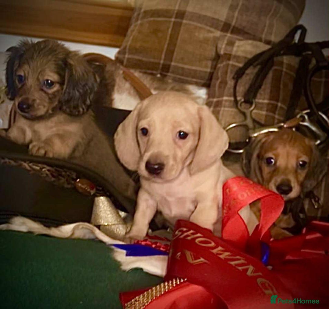 Miniature Dachshund dogs for sale: Pra clear mini smooth dachshund  - Image 4