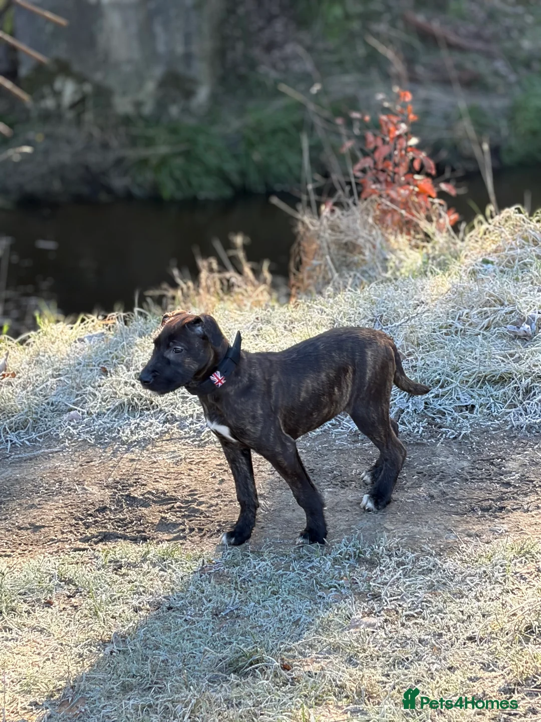 Mixed Breed dogs for sale: Lovely wheaten terrier x girl in Stirling - Advert 4