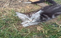 Maine Coon cats for sale: Maine Coon Kittens in Greenford - Image 13
