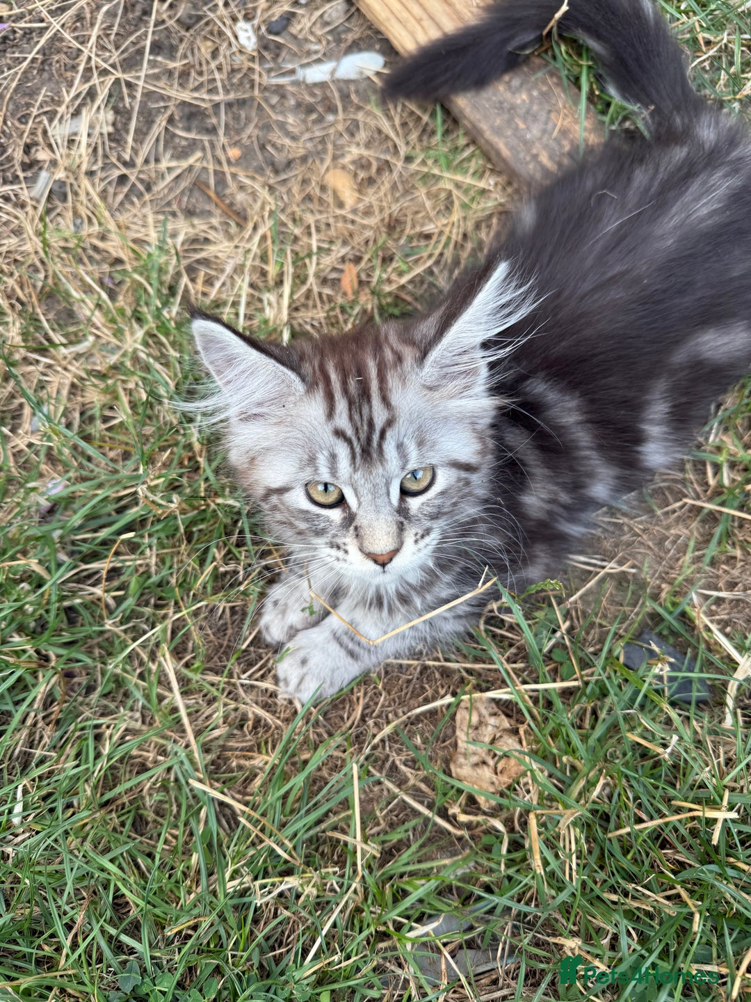 Maine Coon cats for sale: Maine Coon Kittens in Greenford - Image 13