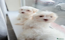 Maltese dogs for sale: Maltese puppy’s  - Image 4