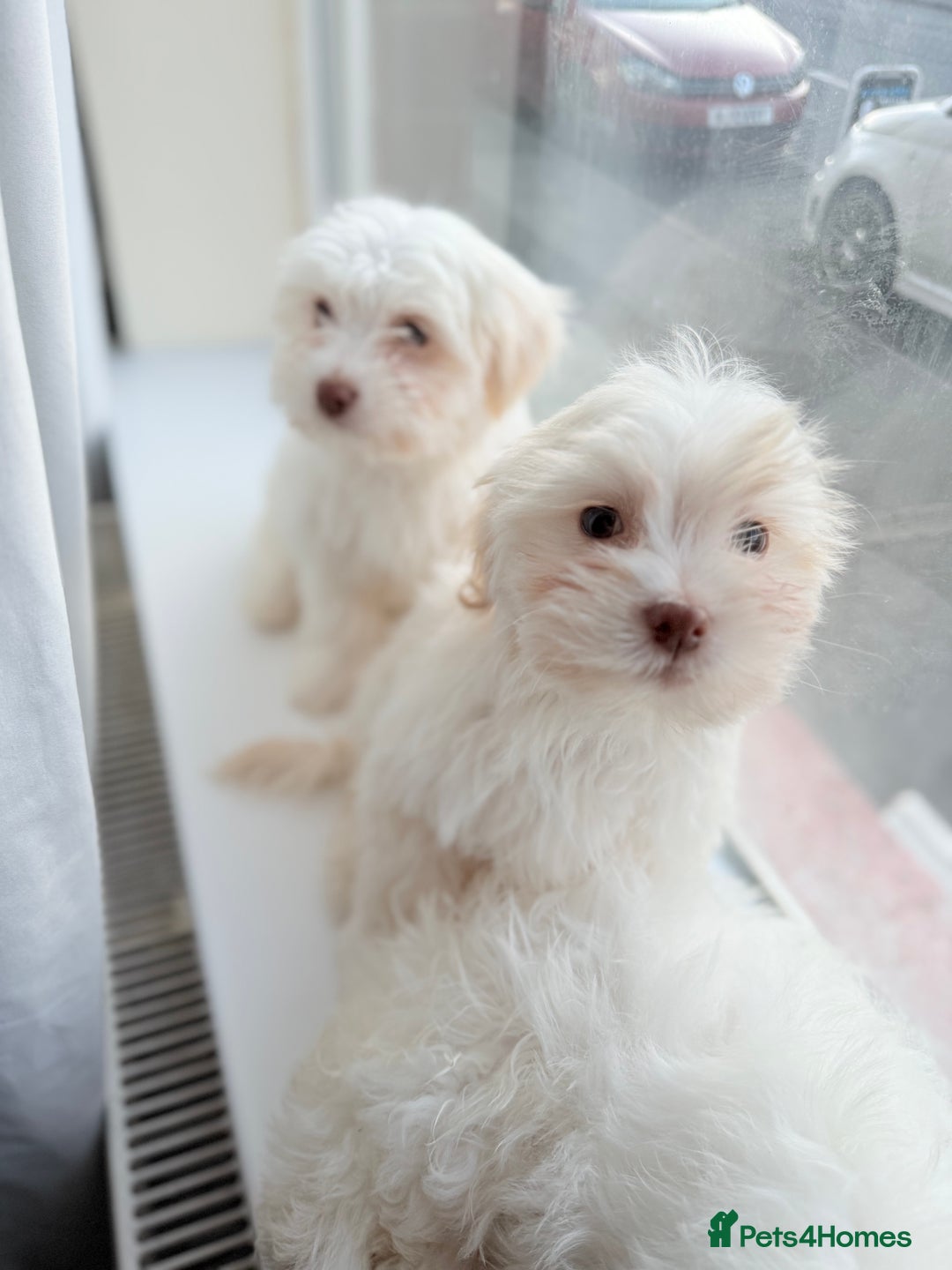 Maltese dogs for sale: Maltese puppy’s  - Image 4