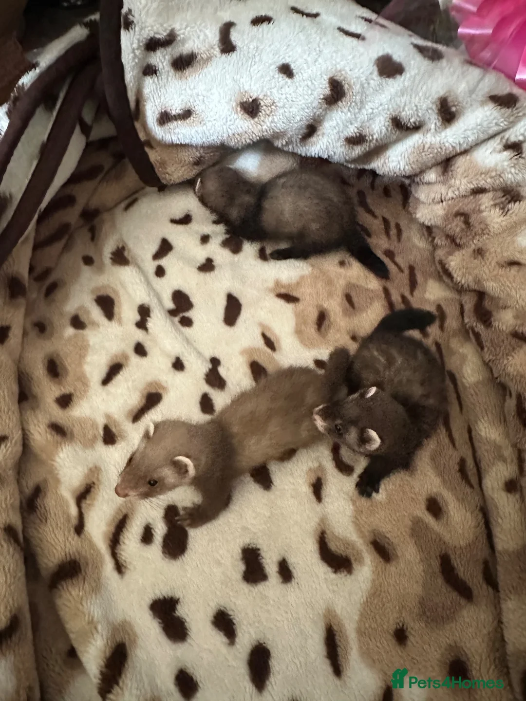 Ferret rodents for sale: Beautiful micro ferrets  - Advert 4