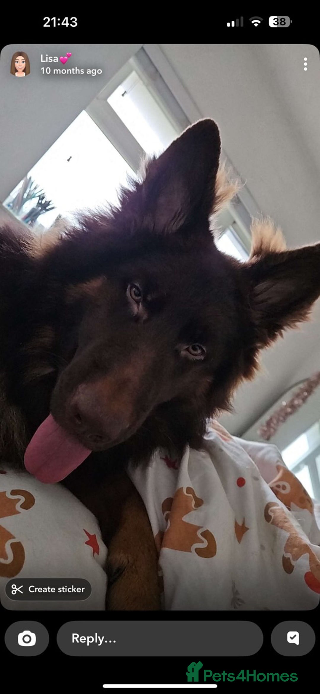 German Shepherd dogs for sale: Pedigree German Shepherd Puppies - Image 8