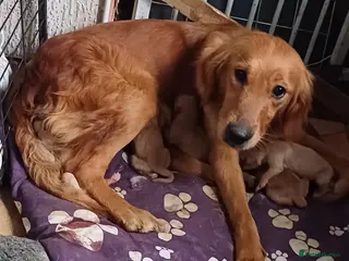 Golden Retriever dogs Golden retriever DOG Puppies Only - Advert 4