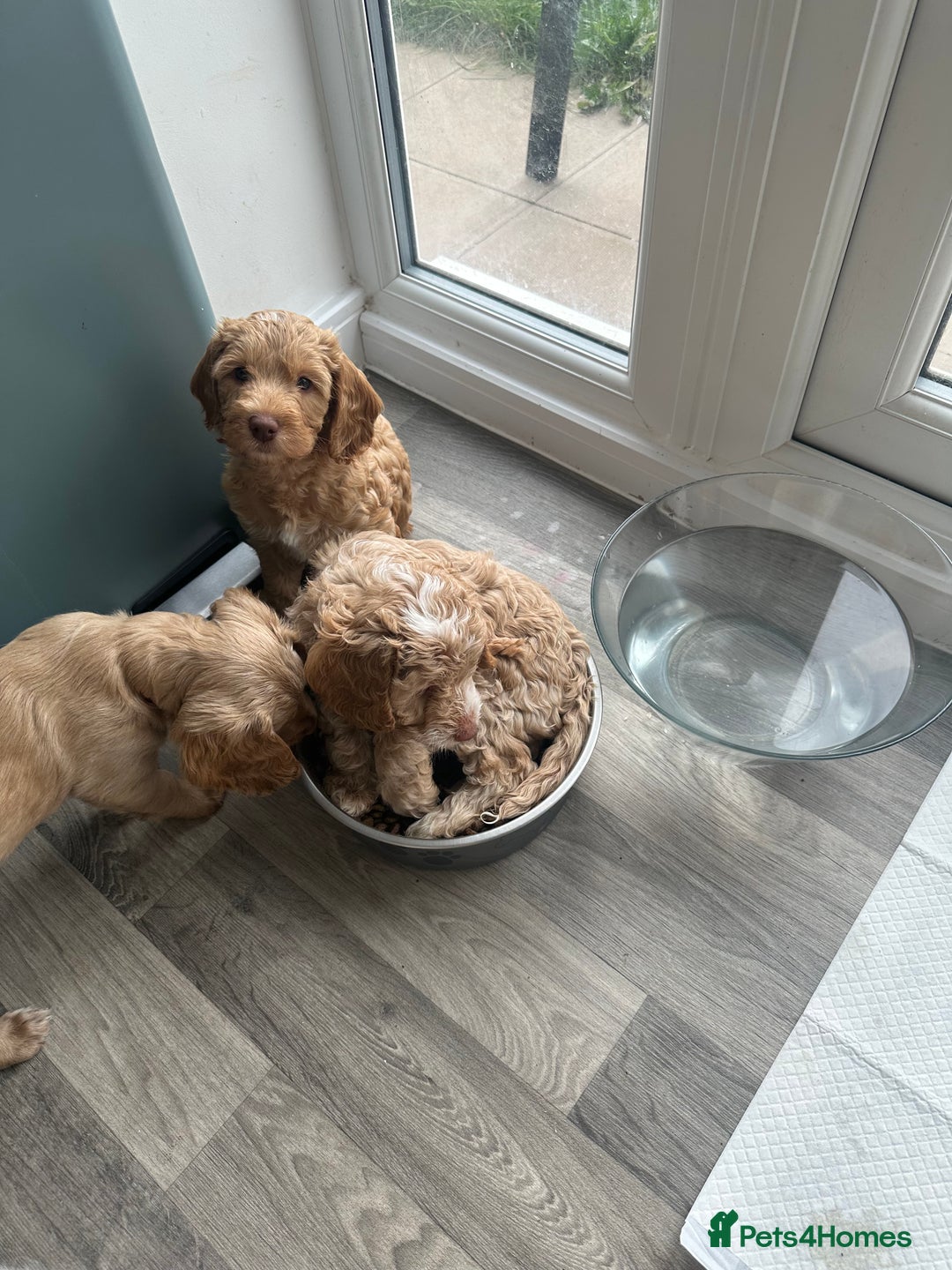 Cockapoo dogs for sale: - 3 Cockapoo Puppies - ! collect today ! Chester - - Image 8