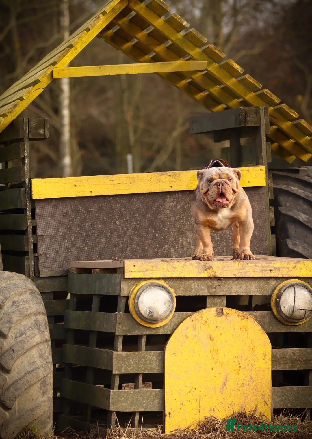 English Bulldog dogs for stud: Lilac tri Merle fluffy L1 carrier - Advert 5