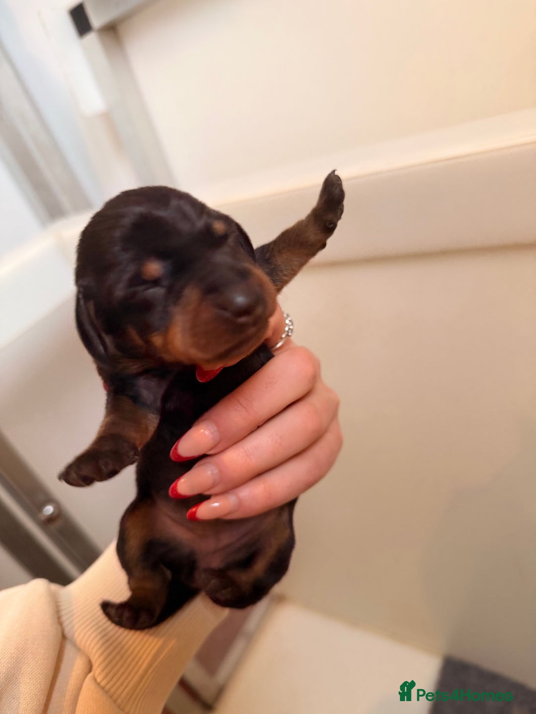 Dachshund dogs for sale: Exceptional Wire Haired Dachshunds (teckels)  - Advert 6