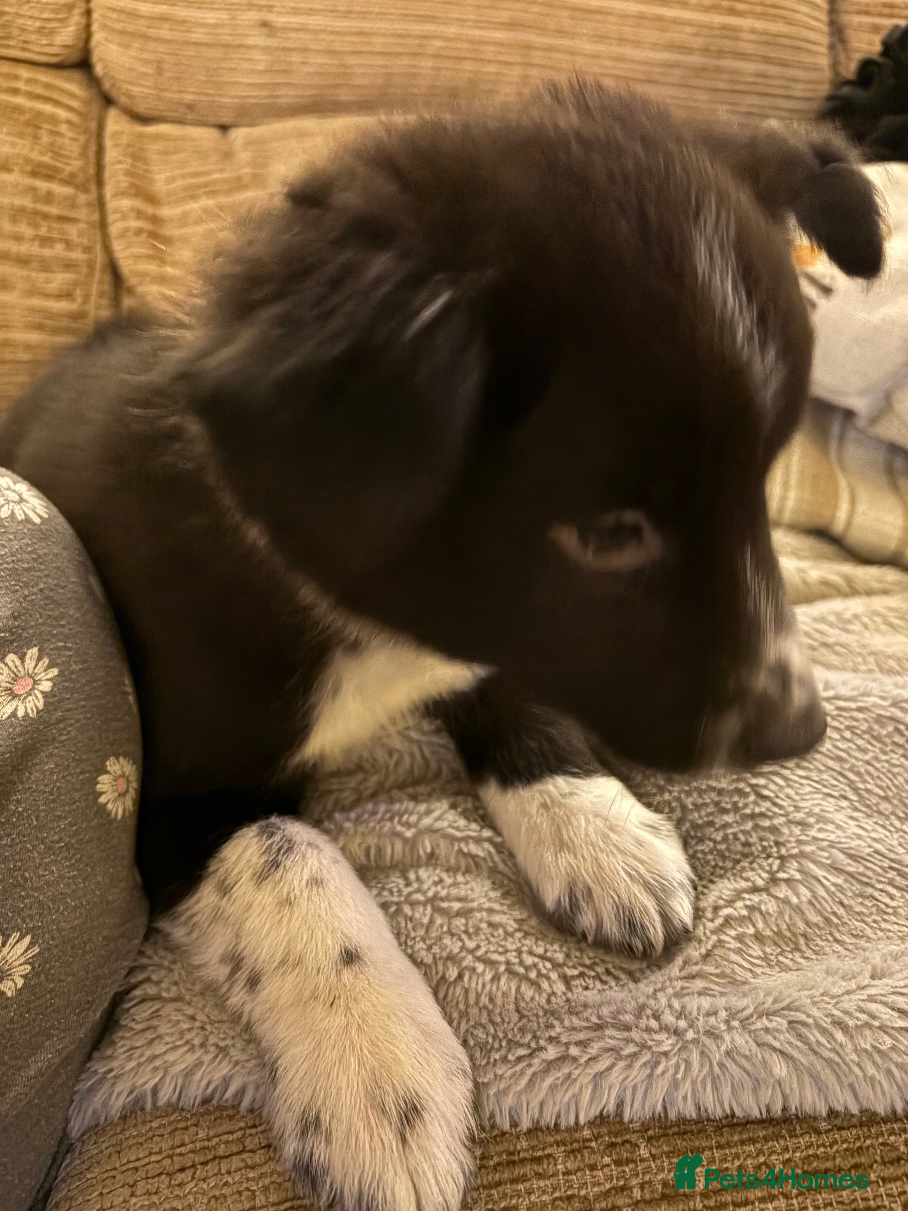 Border Collie dogs Border collie puppies  - Advert 2