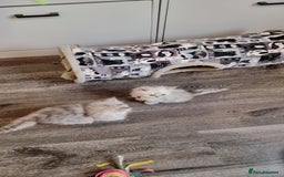 Persian cats for sale: Persian chinchilla  - Image 11