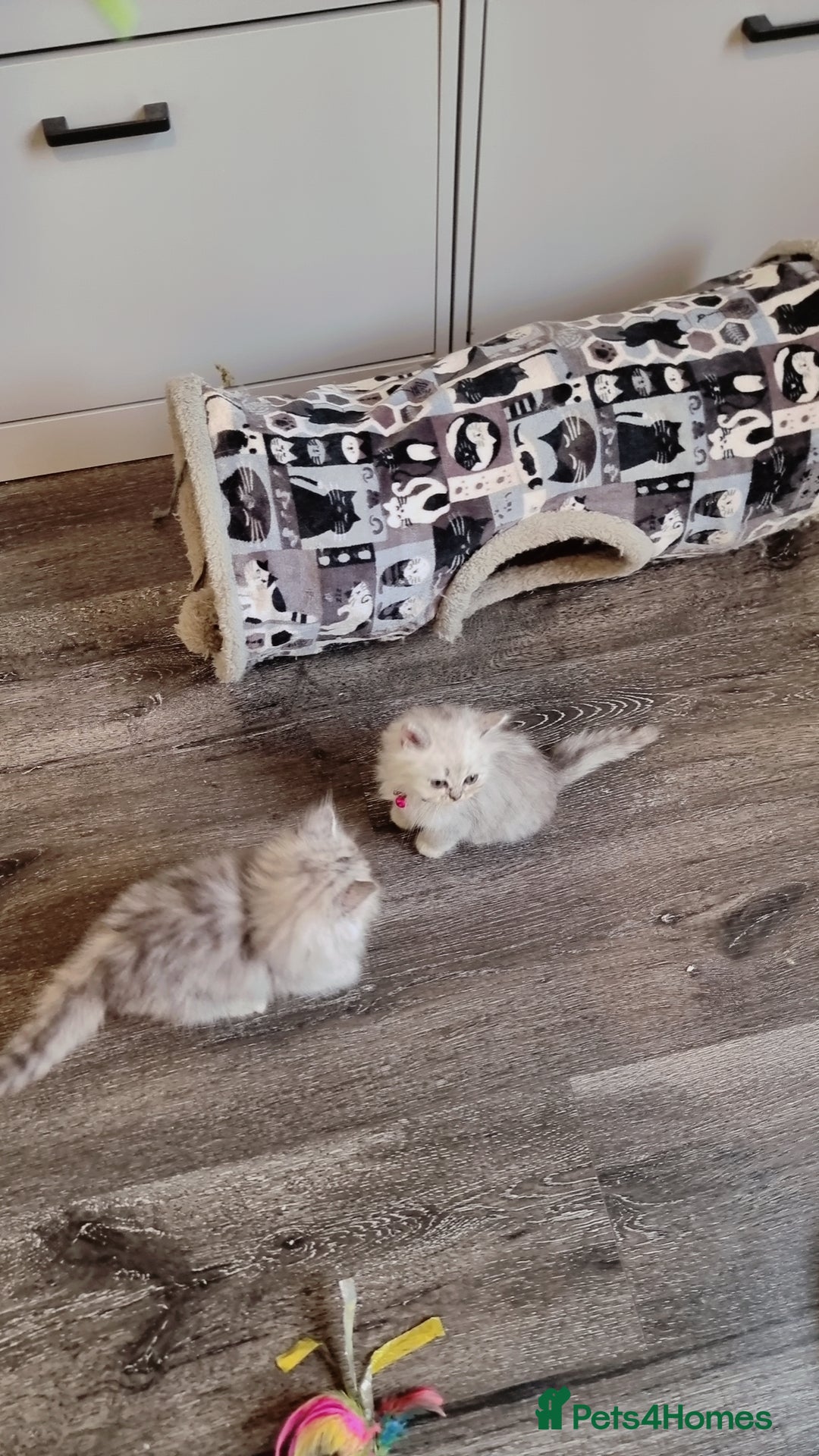 Persian cats for sale: Persian chinchilla  - Image 11