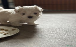 Maltese dogs for sale: Maltese boy for SALE  - Image 3
