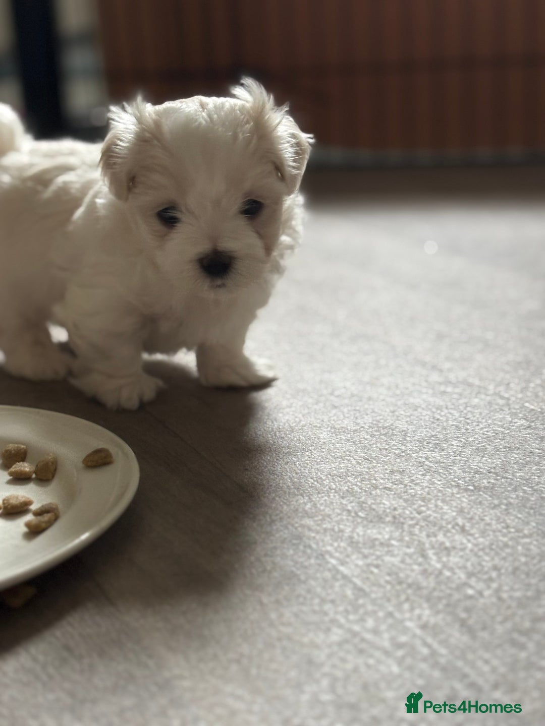 Maltese dogs for sale: Maltese boy for SALE  - Image 3