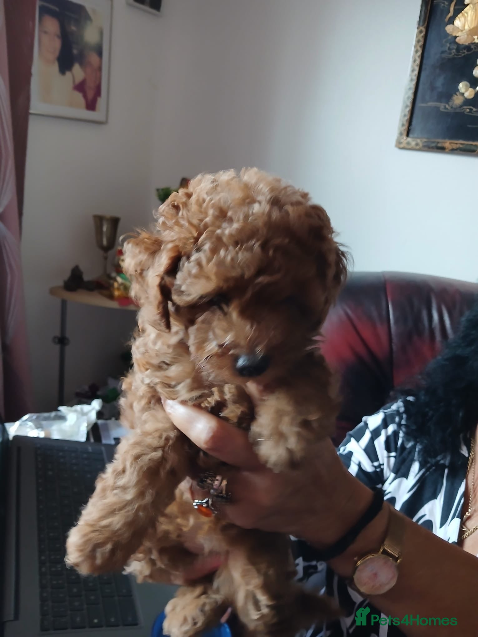 Toy Poodle dogs 2 toy poodle for sale  - Advert 1