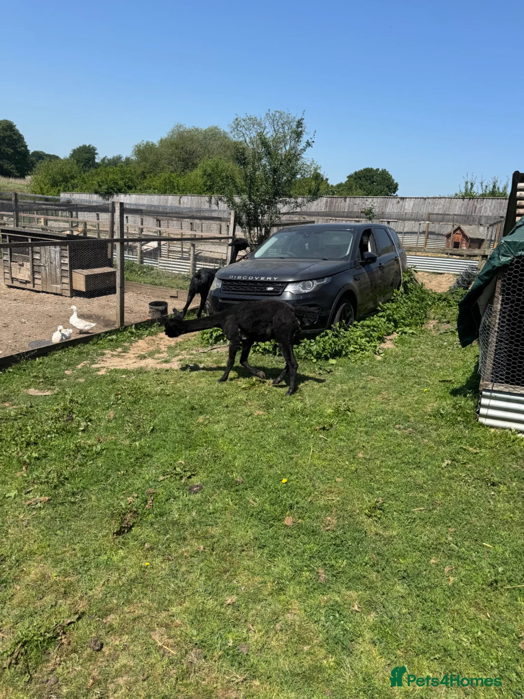 Alpaca livestock for sale: 2 alpacas for sale black - Advert 6