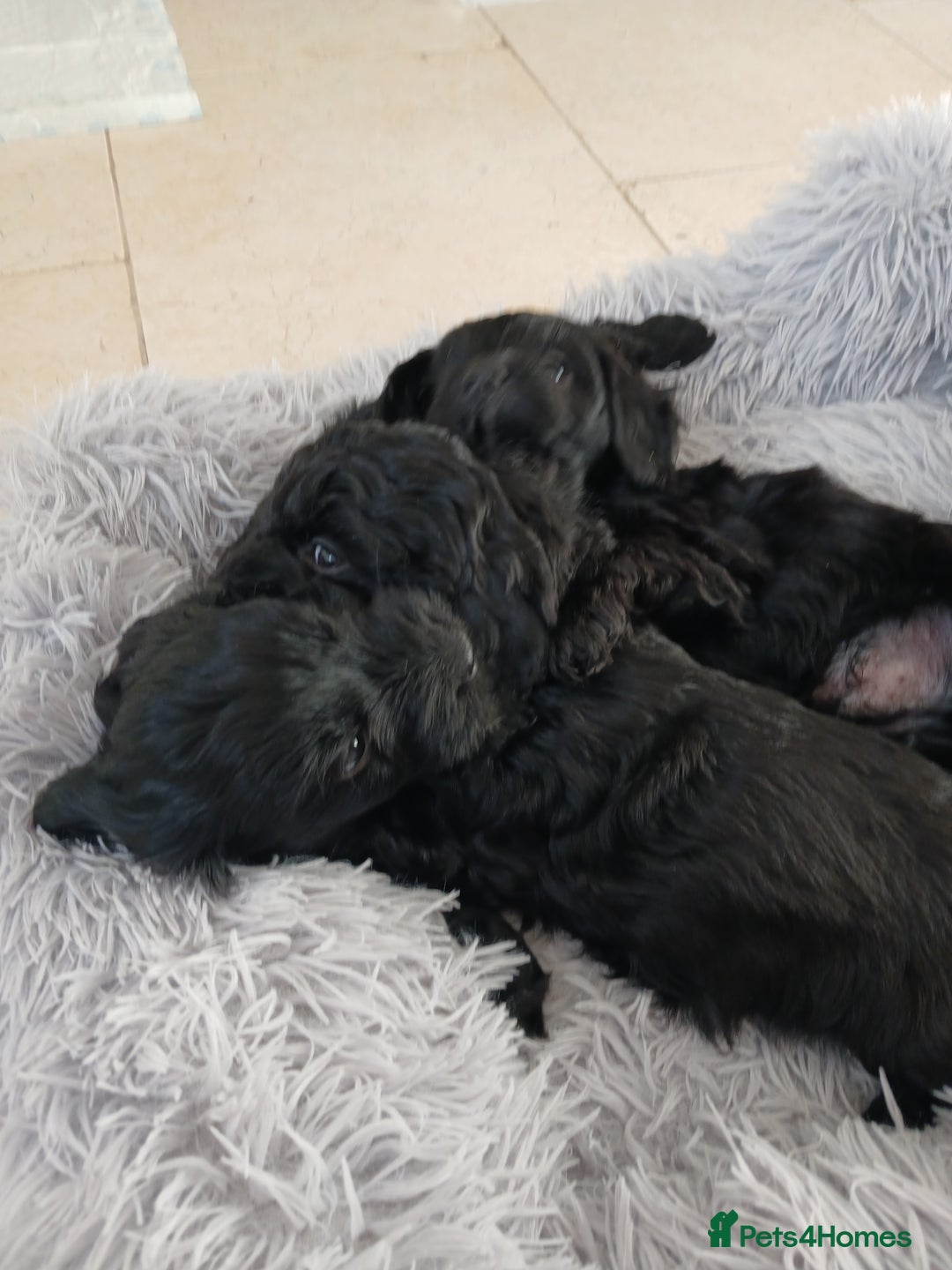 Cockapoo dogs for sale: Toy Cockapoo Puppies Looking for Loving Homes - Advert 20