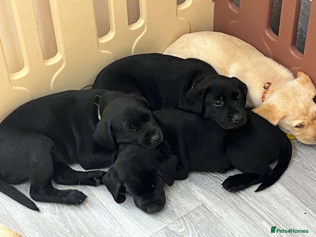 Labrador Retriever dogs for stud: KC Labrador, Health and DNA-Tested, Proven Stud in Cobham - Image 17