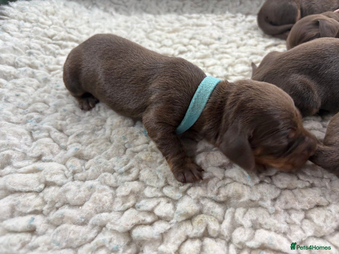 Miniature Dachshund dogs for sale: Miniature dachshund puppies  - Image 16