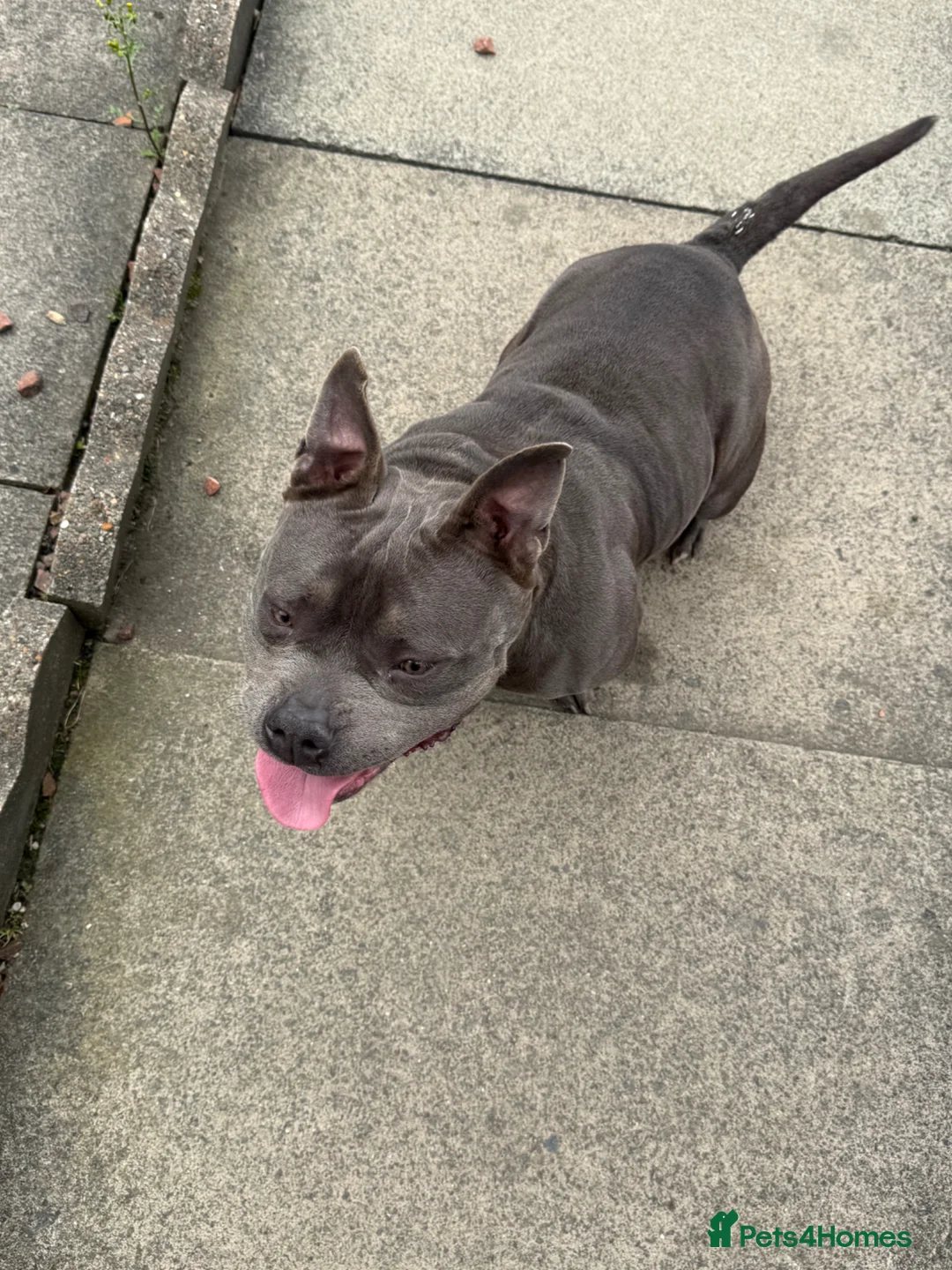American Bulldog dogs for sale: Pocket bully in Sunderland - Advert 2