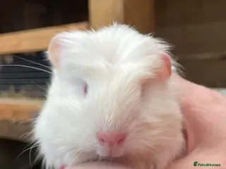 Guinea Pig rodents SWEET NATURED BABY GUINEA PIGS - Advert 20