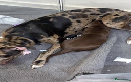 Mixed Breed dogs for sale: Second generation Female bull lurcher  - Image 13