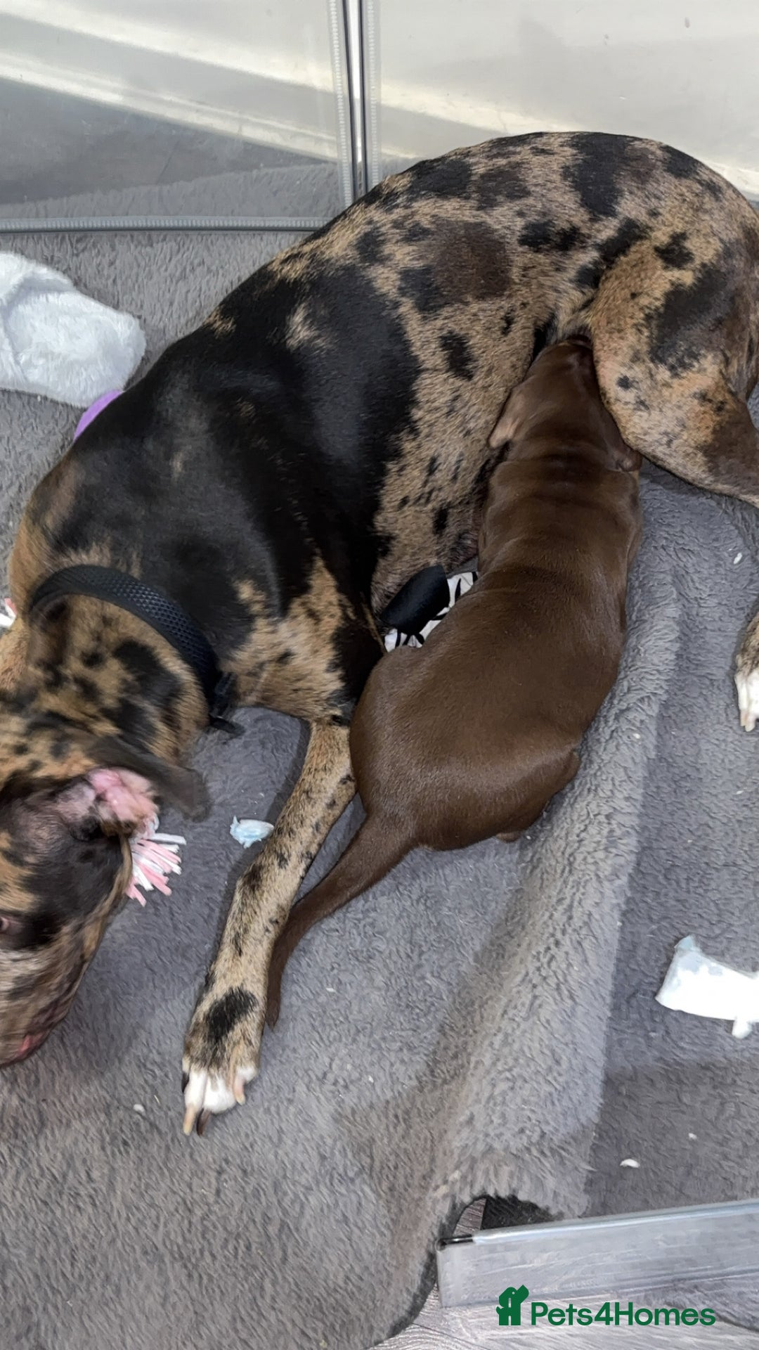 Mixed Breed dogs for sale: Second generation Female bull lurcher  - Image 13
