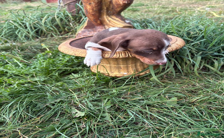 Miniature Dachshund dogs - Advert 15