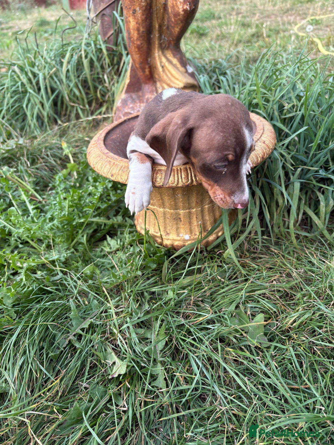 Miniature Dachshund dogs for sale:  Chocolate apple Miniature Dutch hound - Image 6