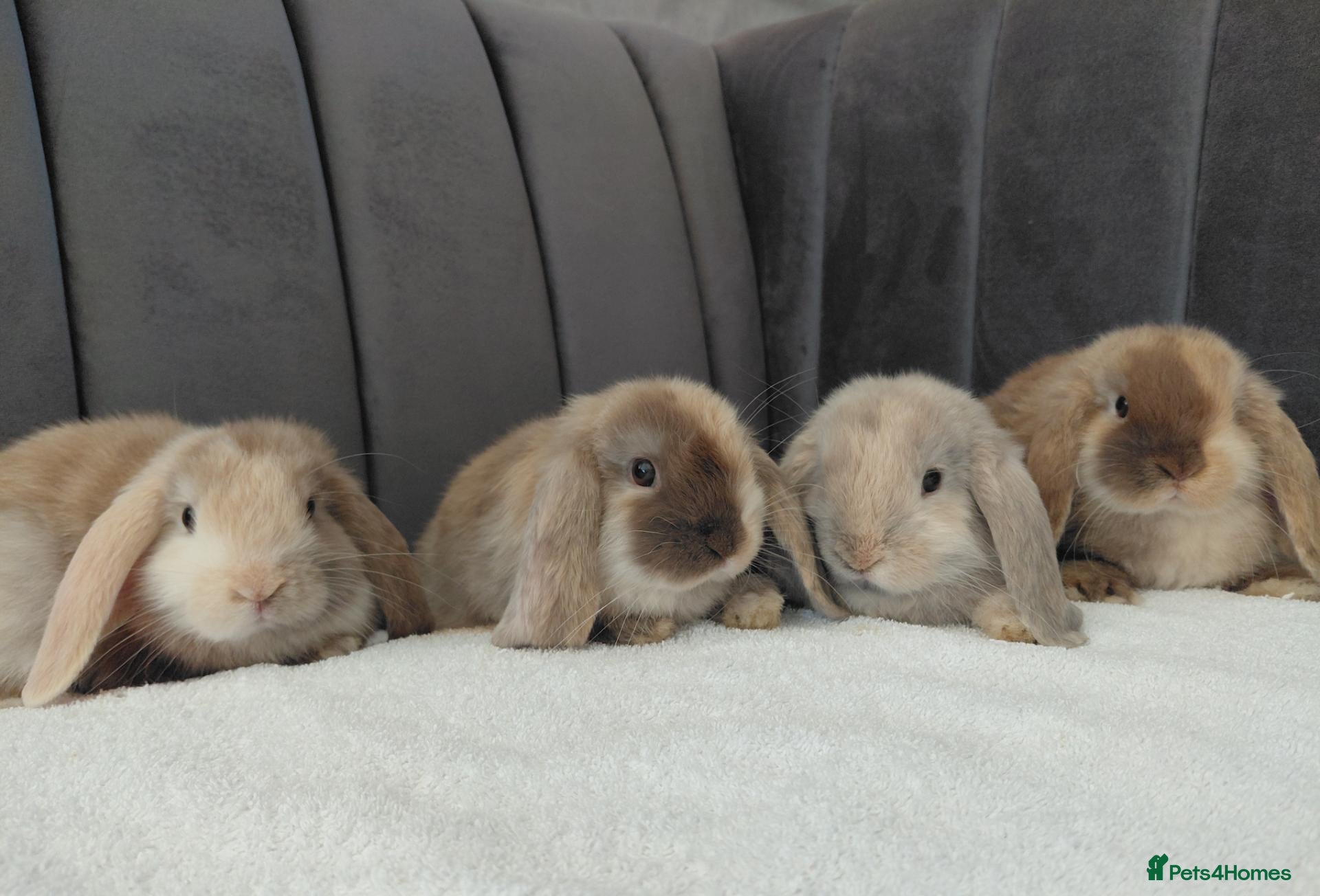 Mini Lop rabbits Gorgeous Mini Lop Babies - Advert 1