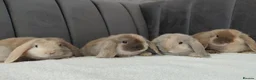 Mini Lop rabbits for sale: Gorgeous Mini Lop Babies - Advert 1