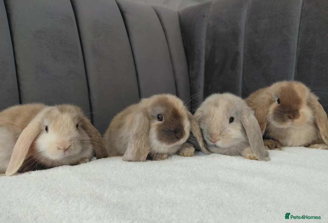 Mini Lop rabbits for sale: Gorgeous Mini Lop Babies - Advert 1