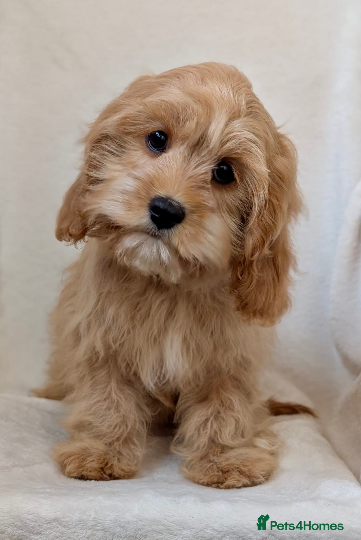 Cavapoo dogs Adorable (3/4 Cavalier) Cavapoos - Advert 6