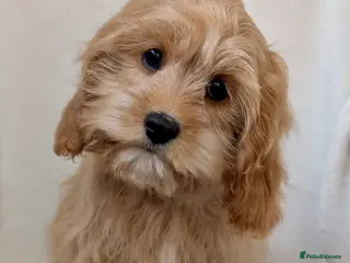 Cavapoo dogs Adorable (3/4 Cavalier) Cavapoos - Advert 1