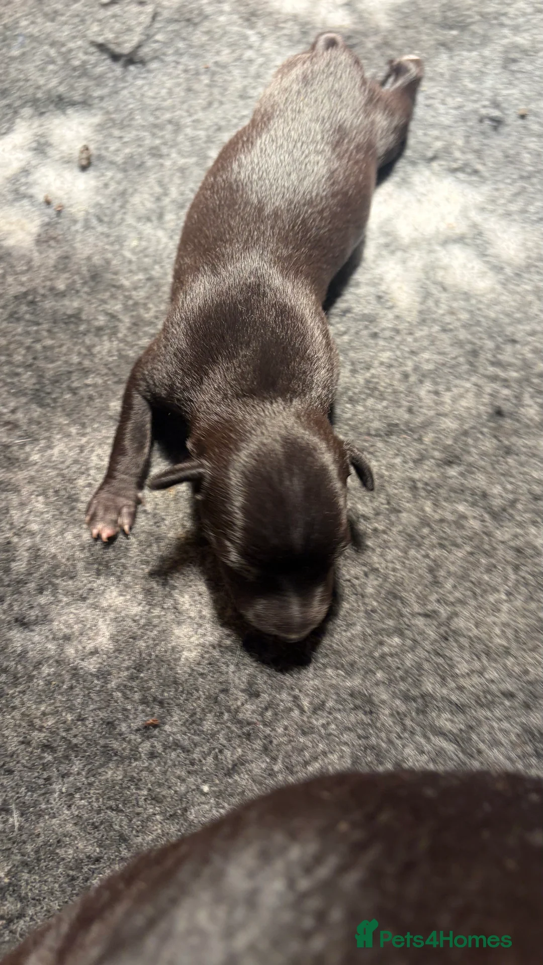 Whippet dogs for sale: Beautiful KC Whippet puppies  - Advert 2