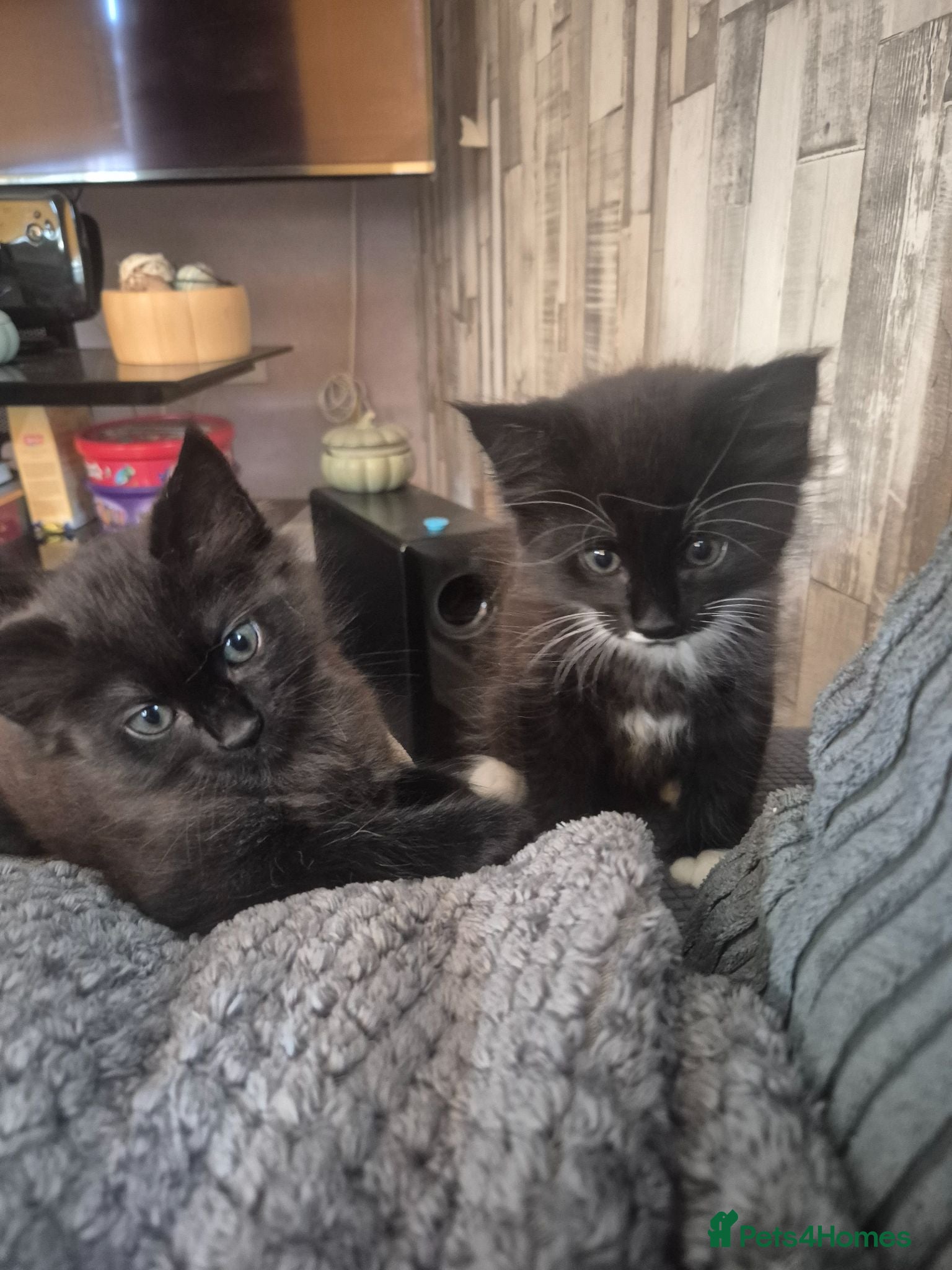 Mixed Breed cats 2 male fluffy tabby kittens 🏡  - Advert 4