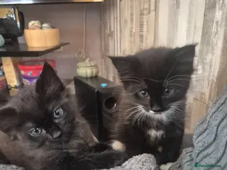 Mixed Breed cats 2 male fluffy tabby kittens 🏡 - Advert 4