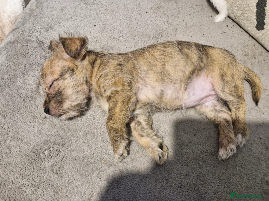 Mixed Breed dogs for sale: Beautiful Girl malshi x Jack russell  - Advert 6