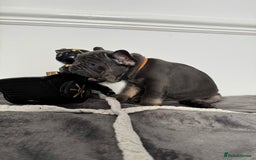 French Bulldog dogs for sale: Kc Registered 5 Generation Pedigree Quality  - Image 10