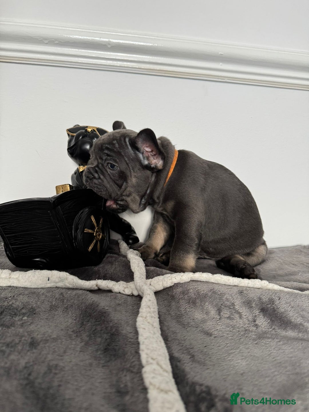 French Bulldog dogs for sale: Kc Registered 5 Generation Pedigree Quality  - Image 10
