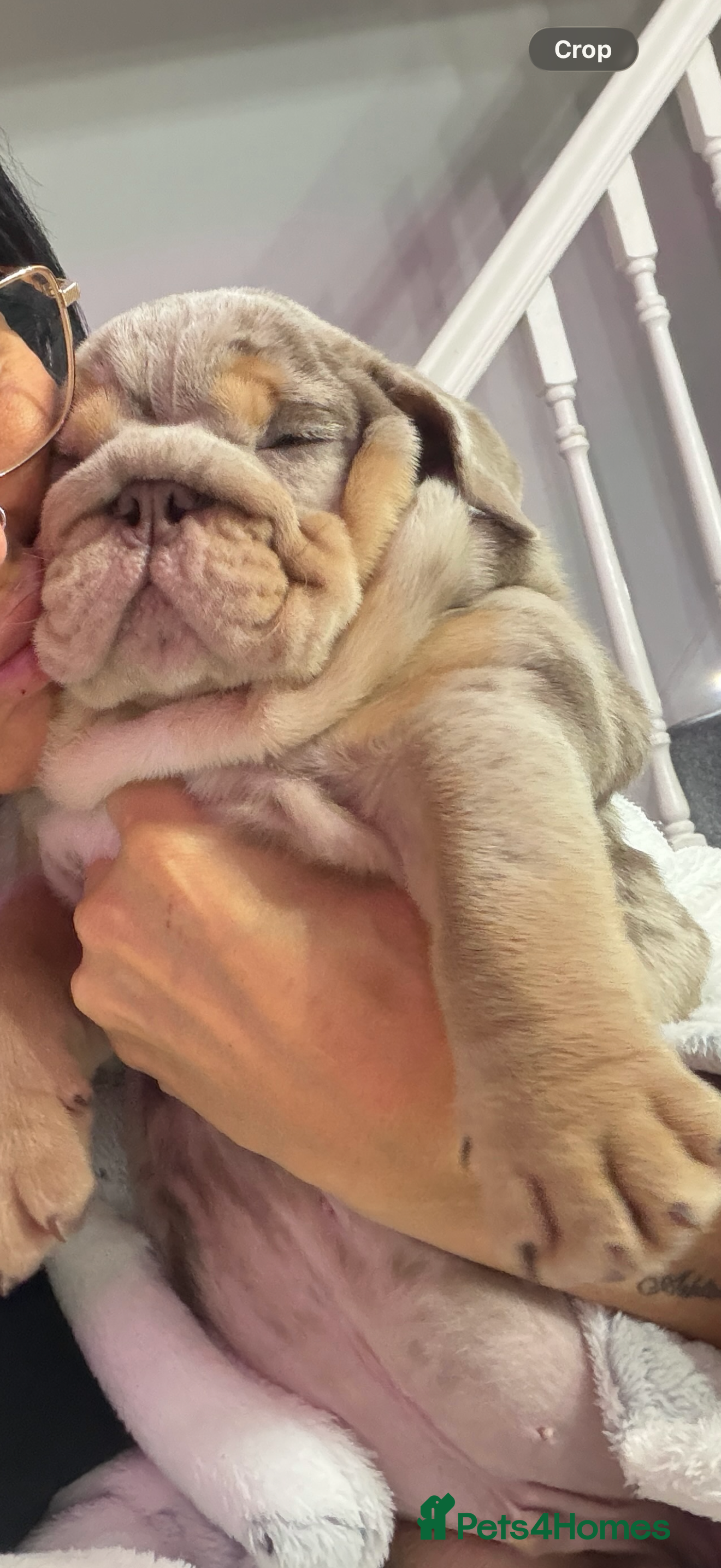 English Bulldog dogs 16 week old English bulldog 💙 - Advert 18