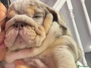 English Bulldog dogs 16 week old English bulldog 💙 - Advert 18