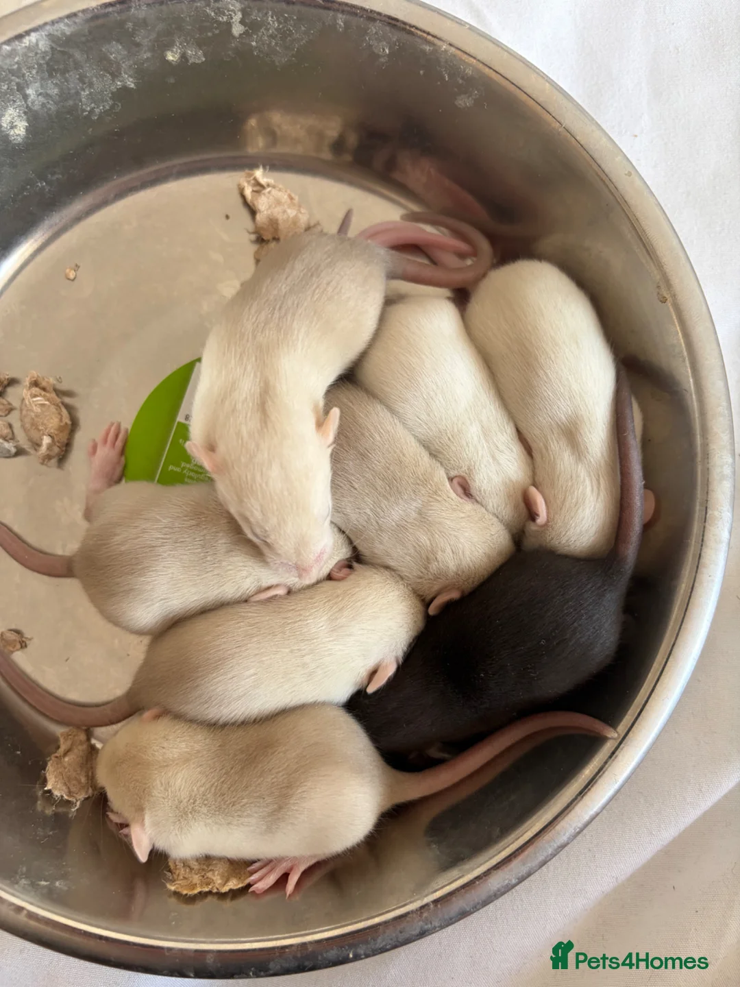 Rat rodents for sale: 13 baby rats in Bracknell - Advert 9